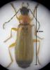 Rhagonycha lutea